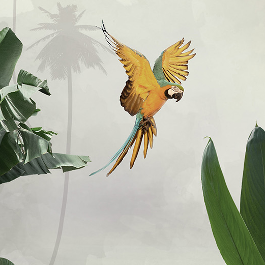 Foggy Parrots