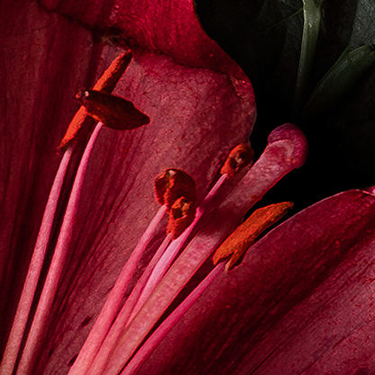 Colorful Spring Flowers