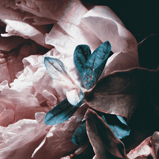 Pembe Şakayık Buketi