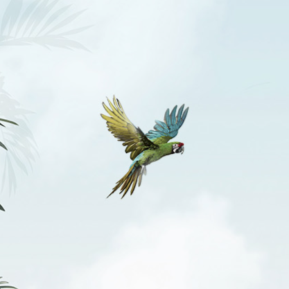 Tropikal Cennette Bir Gün